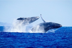 Top-20-Things-To-Do-In-Hawaii__Whale-Watching_2-960x540